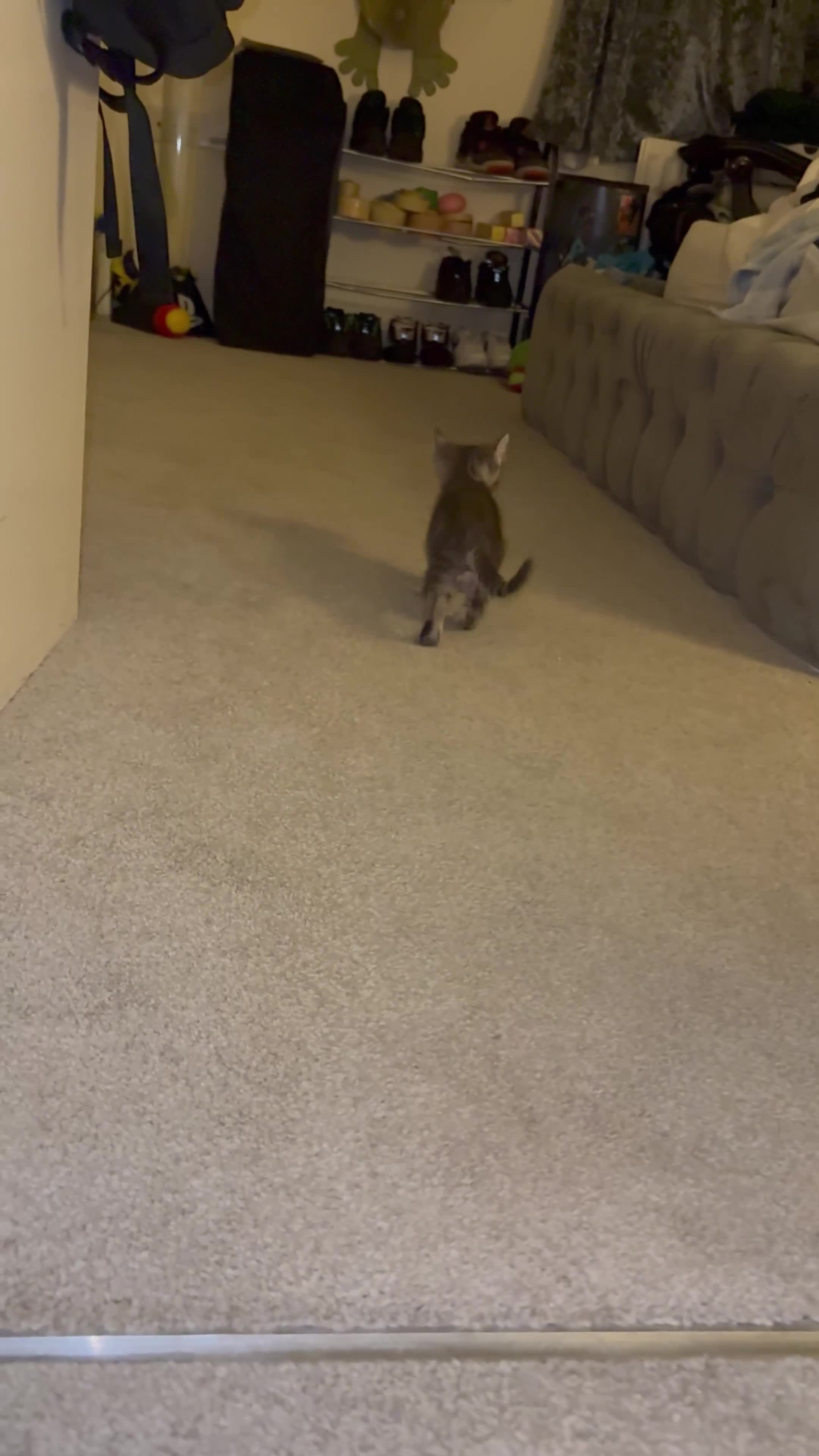 Mixed Breed cats for sale: 3 Hand-Reared Kittens Looking for Loving Homes - Video 3