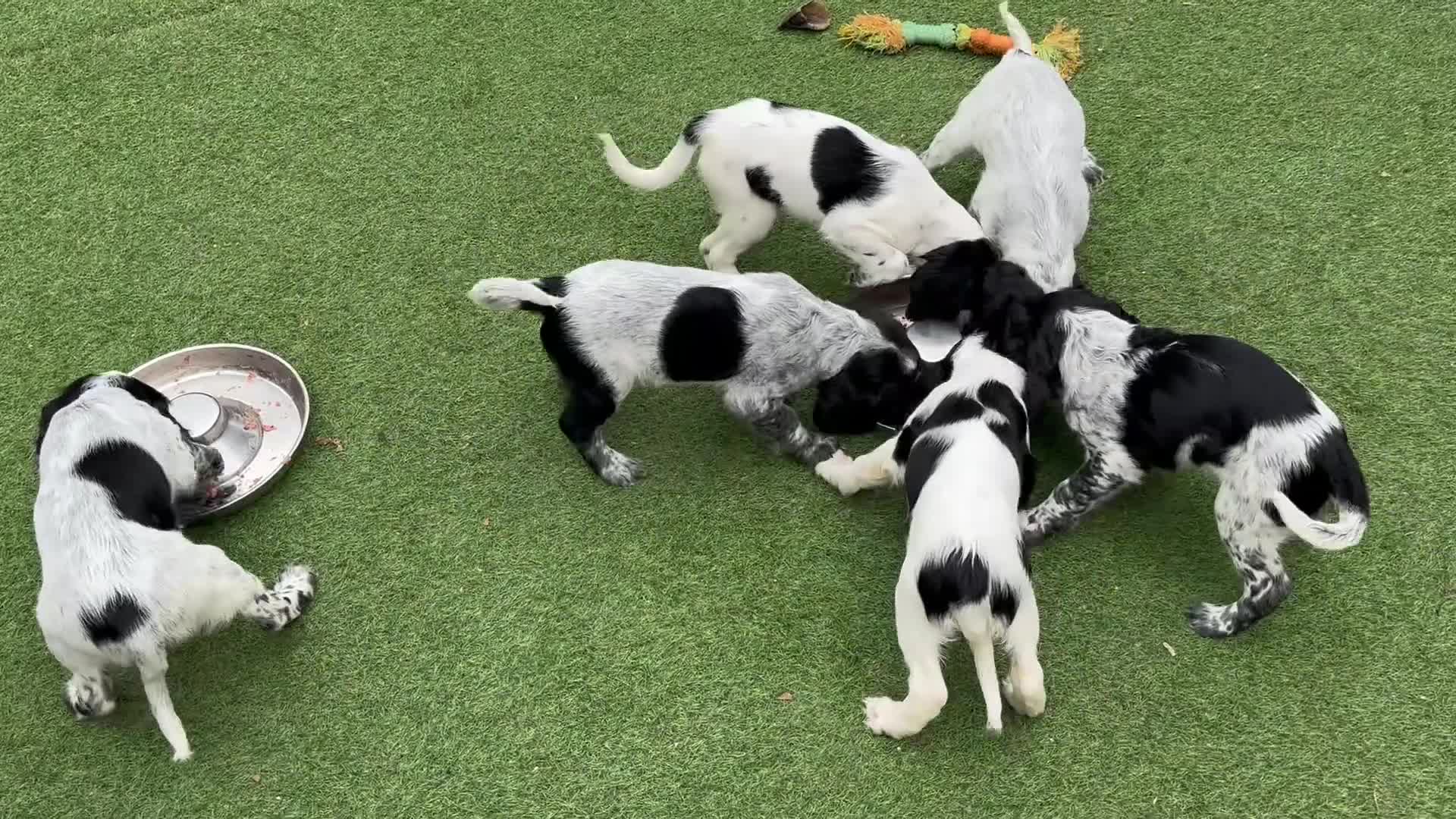 Cocker Spaniel dogs for sale: Exceptional Working Cocker Spaniel Pups–Ready Now! - Video 5