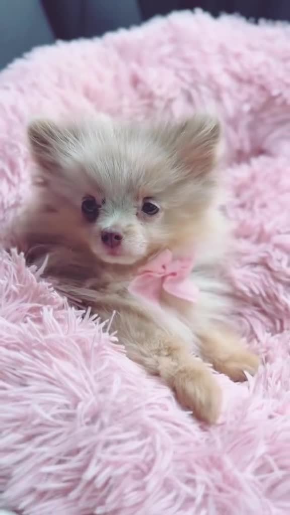 Pomeranian dogs for sale: Lilac Merle Pomeranian Girl 1 yrs  - Video 2