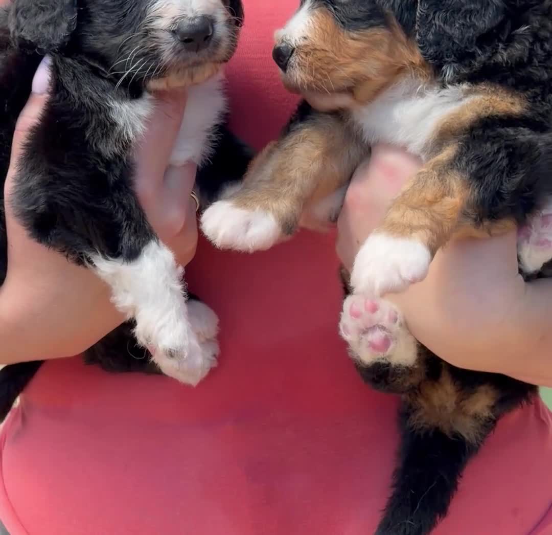 Bernedoodle dogs for sale: Bernadoodle pups homebred  - Video 1