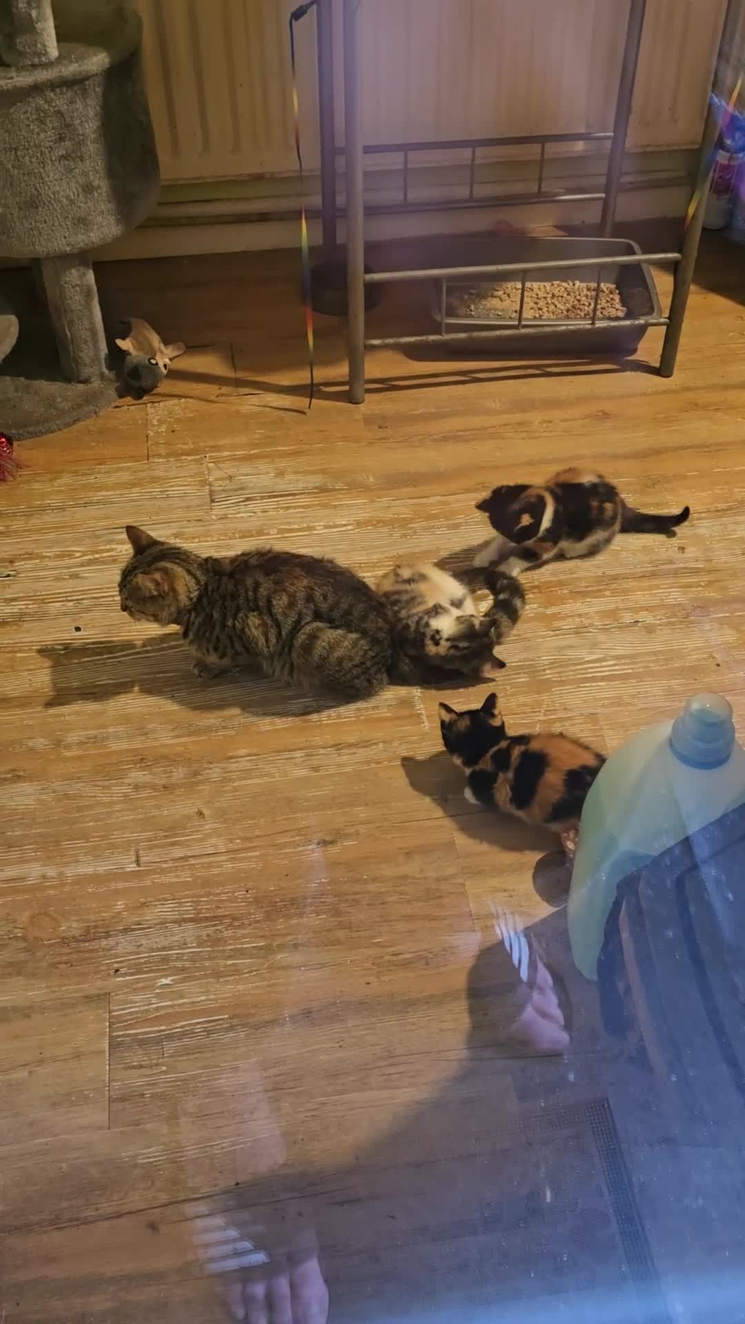 Mixed Breed cats for sale: Beautiful mixed breed female kitten  - Video 2