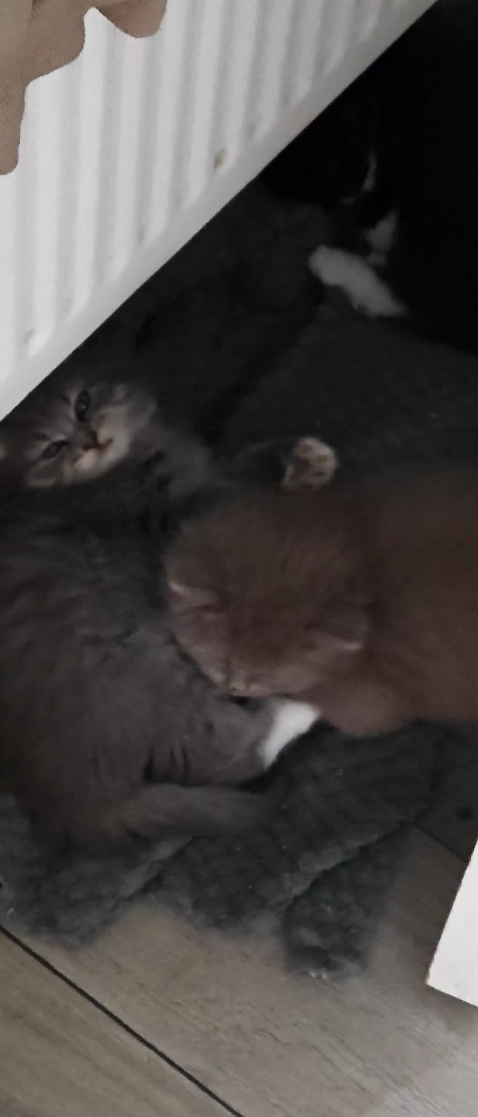 Mixed Breed cats for sale: Adorable Fluffy Persian Cross Kittens–🐱✨  - Video 2