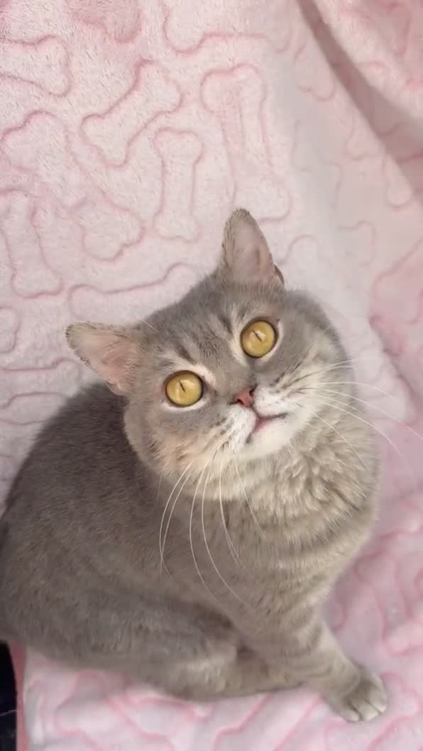 British Shorthair cats for sale: Friendly Male British Shorthair Kitten + Stuff in Birmingham - Video 3
