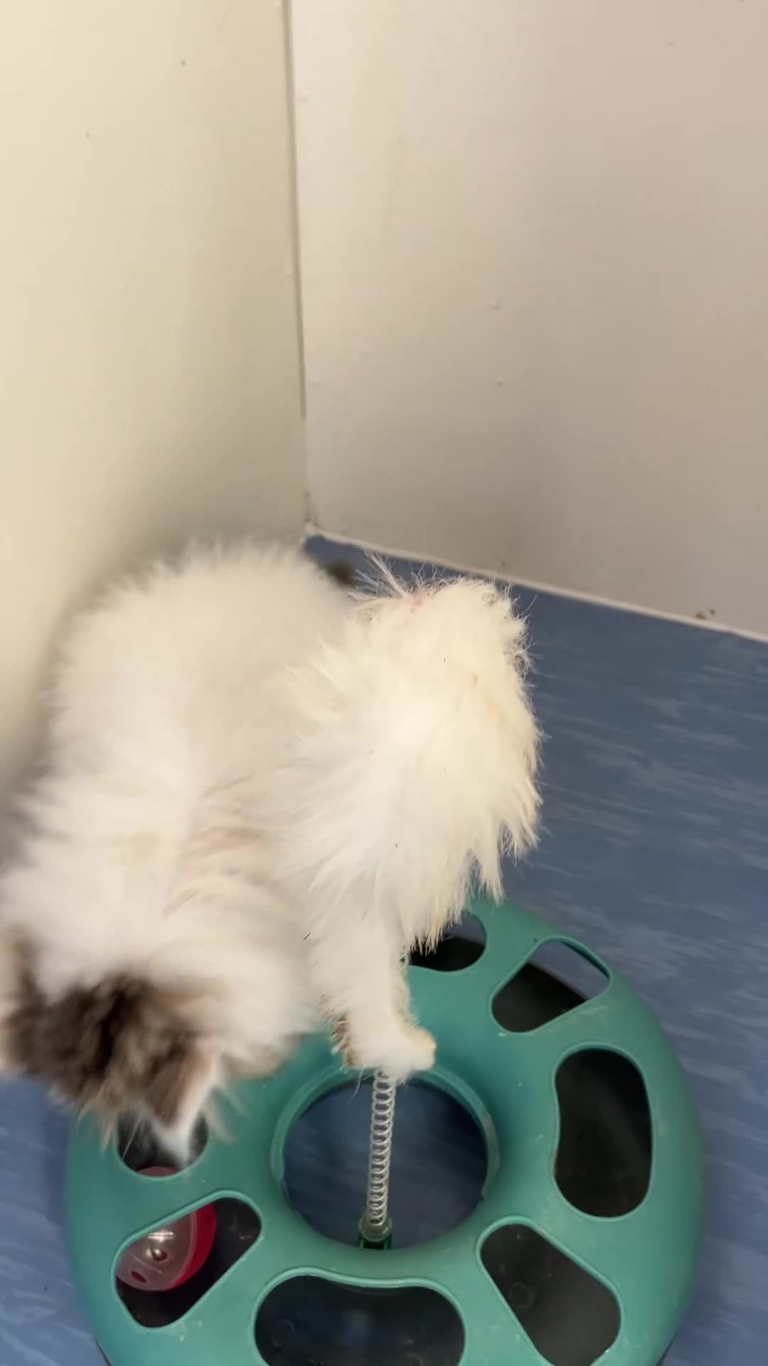 Persian cats for sale: Quality GCCF Registered Pure Persian Kittens  - Video 1