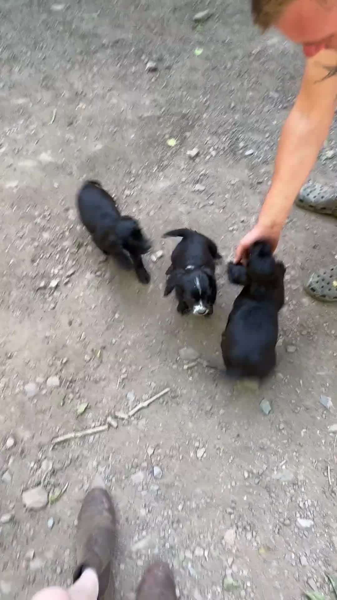 Cocker Spaniel dogs for sale: Cocker spaniel puppies  - Video 1