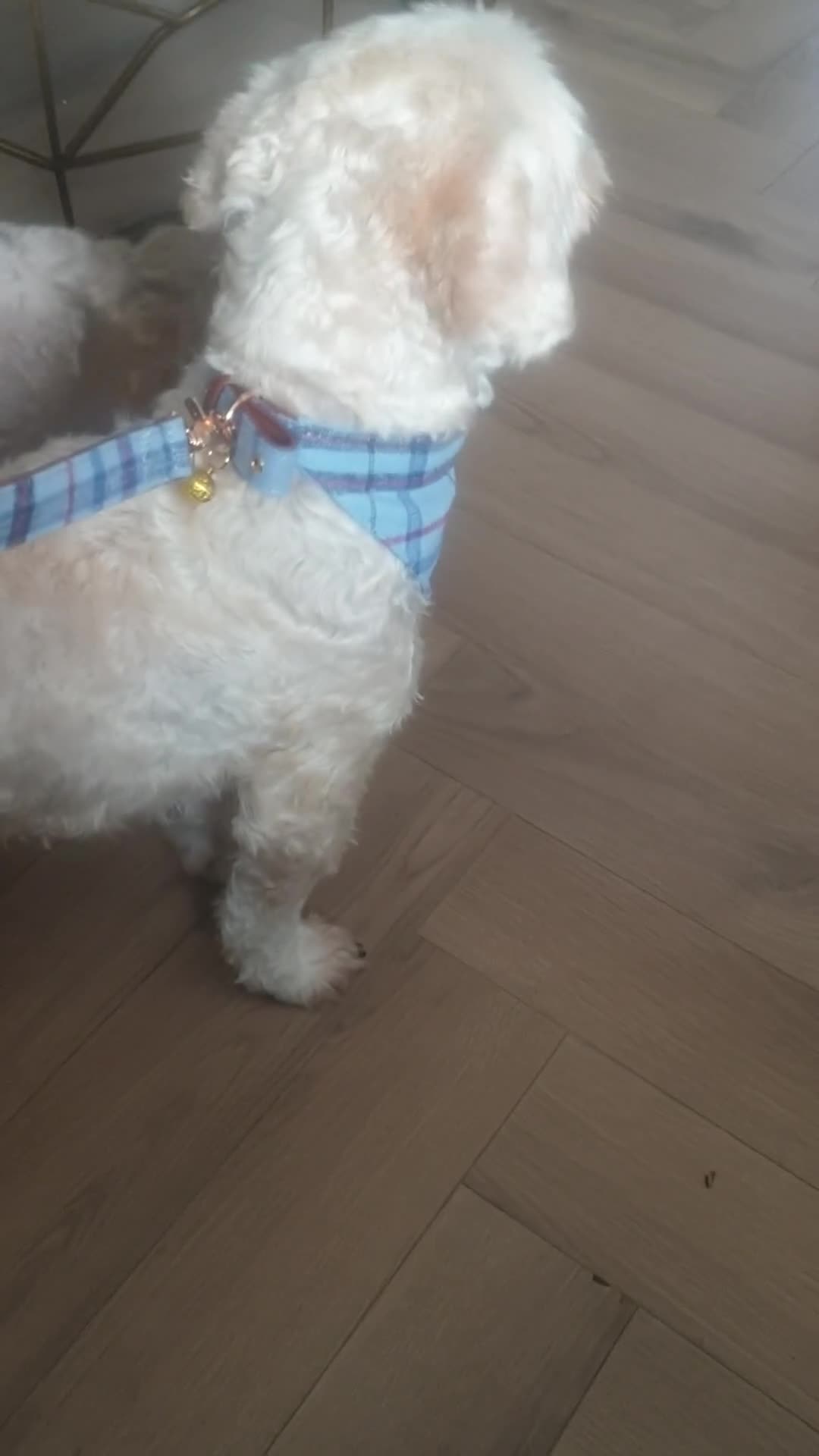 Mixed Breed dogs for sale: Flynn - Video 1