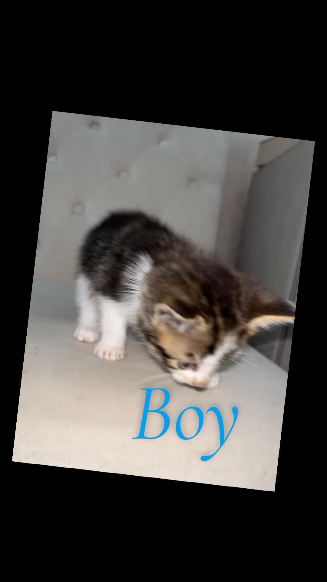 Mixed Breed cats for sale: 2 girls 2 boys mixed breed  - Video 3