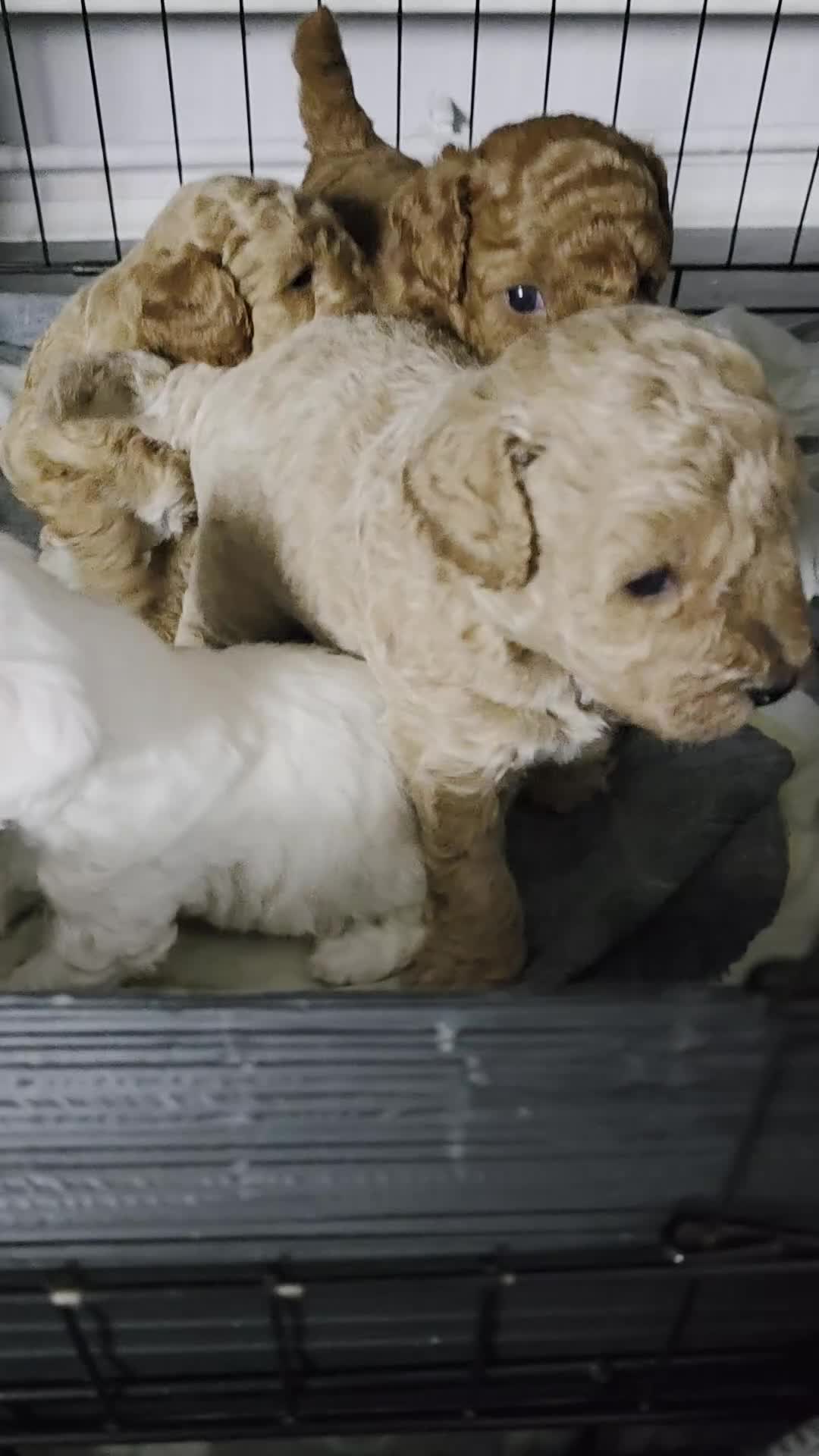 Toy Poodle dogs for sale: Toy poodle puppies  - Video 1