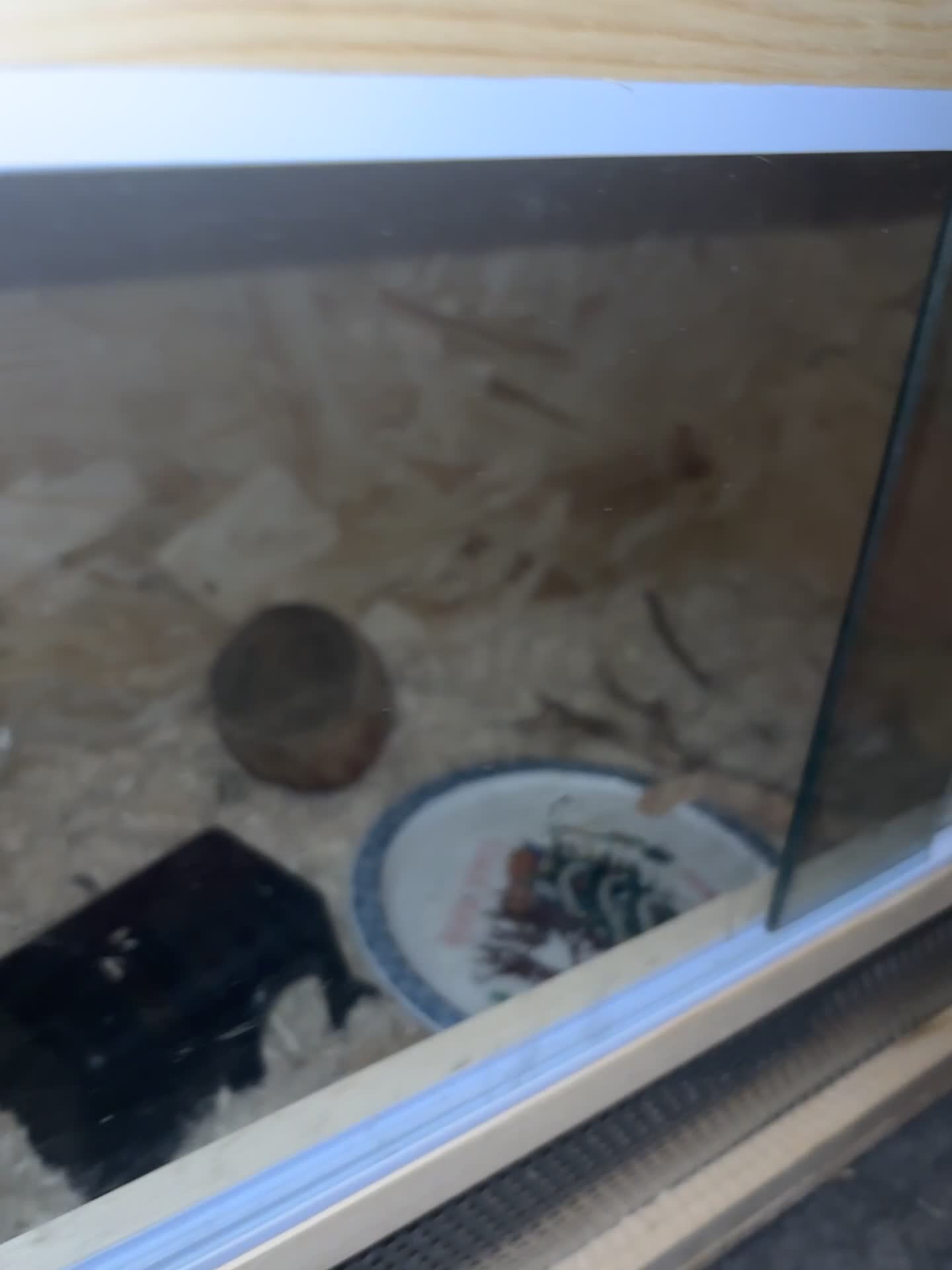 Snake reptiles for sale: Noodle the Hognose  - Video 4