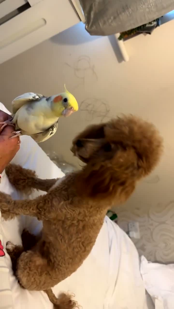 Cockatiels birds for sale: Cockatiel male SILLY TAME! - Video 3