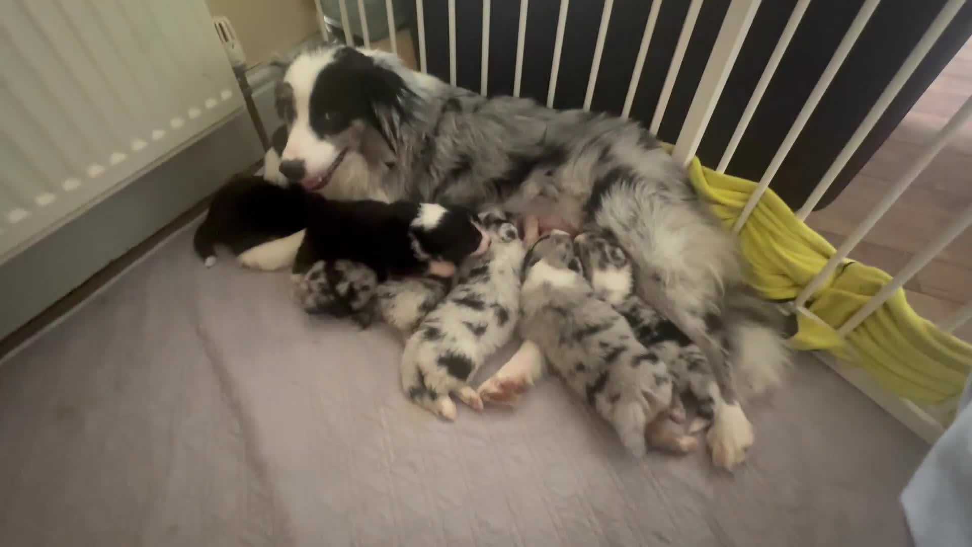 Australian Shepherd dogs for sale: 3 remaining- Beautiful Australian Shepherds  - Video 1