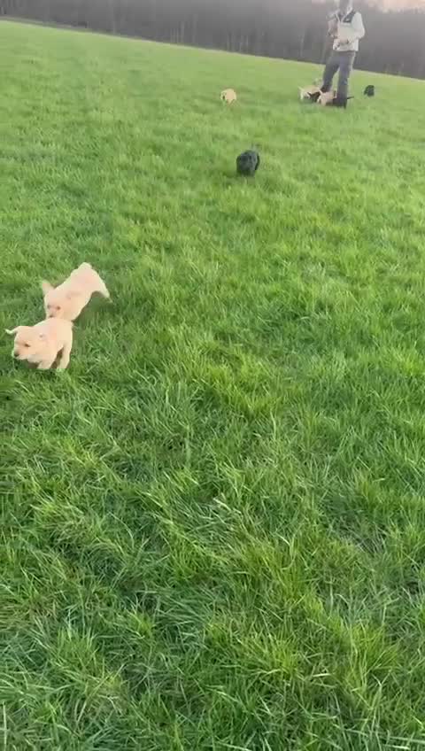 Labrador Retriever dogs for sale: Stunning liter of ten kc registered Labrador pups - Video 1