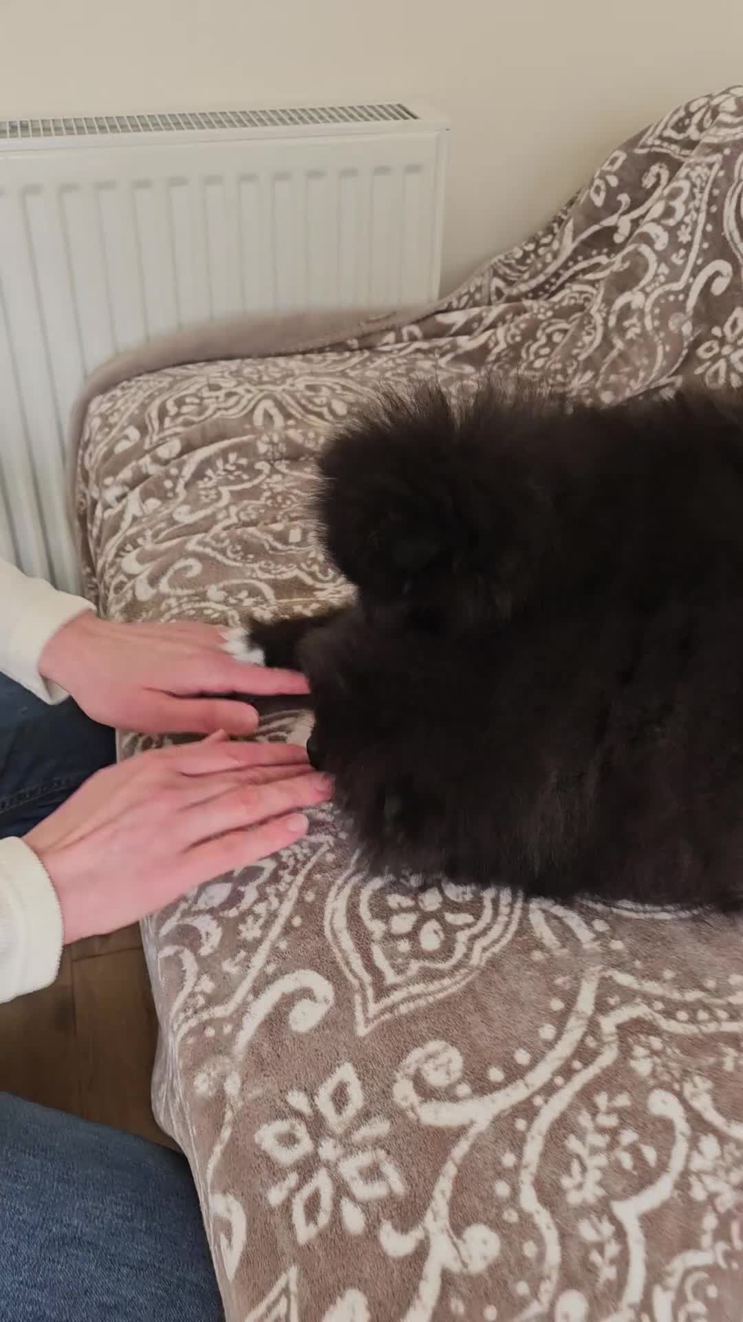 Pomeranian dogs for sale: Pomeranians - Video 4