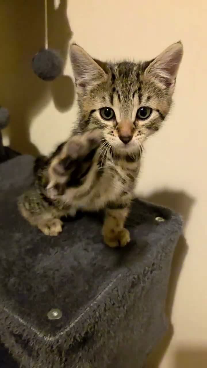 Mixed Breed cats for sale: Active, fun, healthy kittens  - Video 4