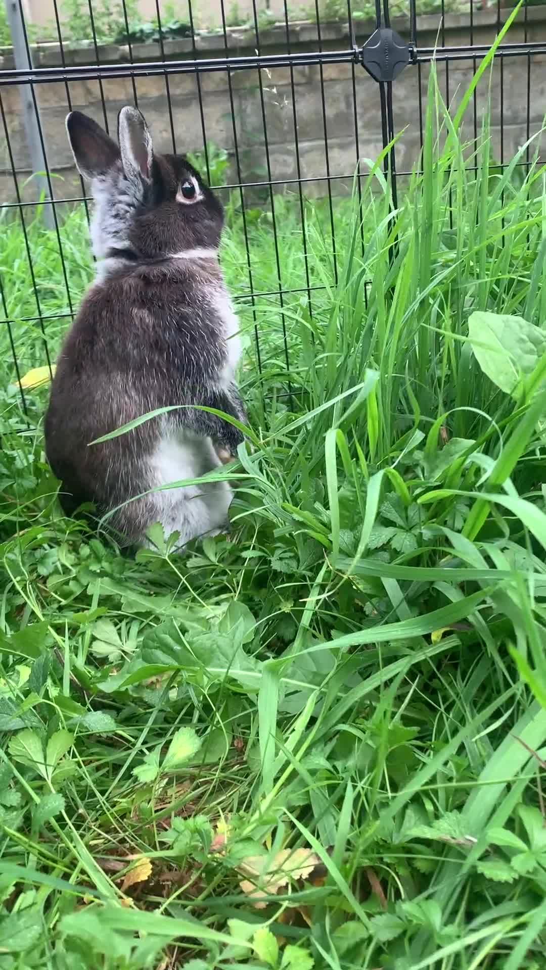 Netherland Dwarf rabbits for sale: Gorgeous Netherland Dwarf Rabbits - 3 left 🐰 - Video 3