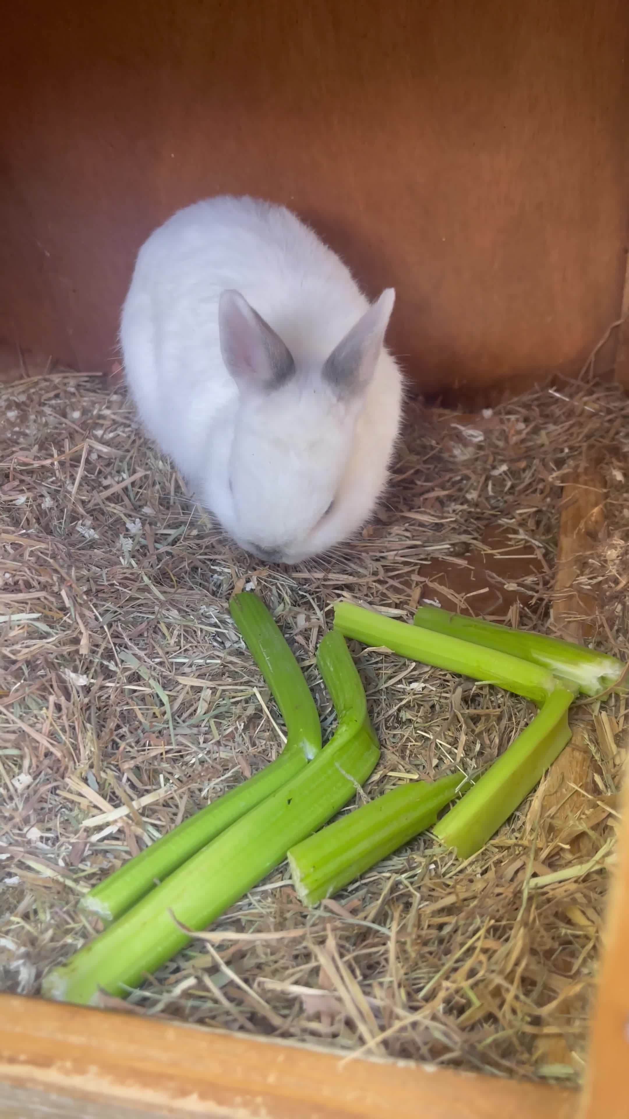 Netherland Dwarf rabbits for sale: netherland dwarf male and female with hutch  - Video 1