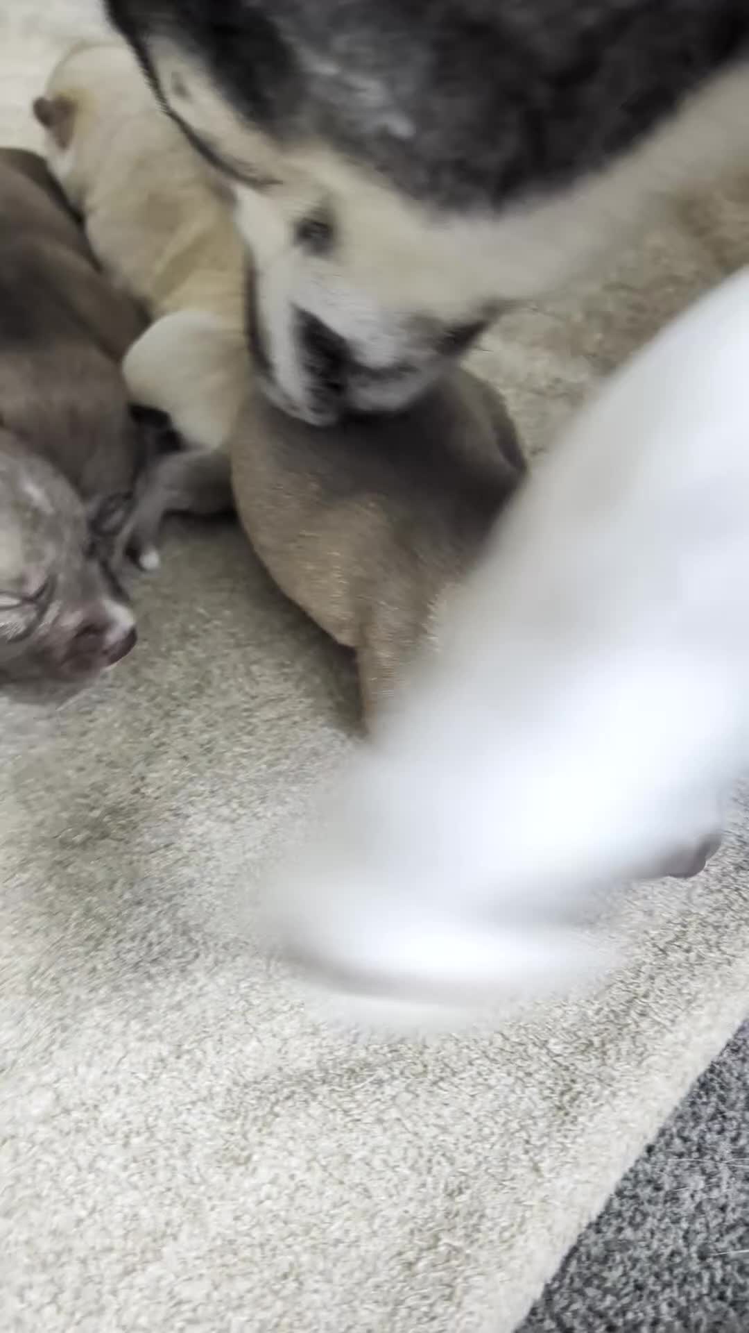 Siberian Husky dogs for sale: KC registered Siberian husky puppies - Video 1