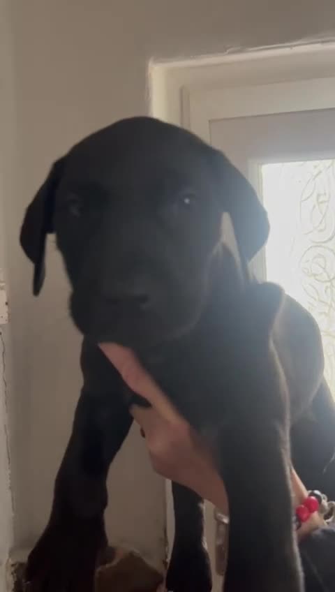Mixed Breed dogs for sale: Cane corso /doberman mix in Dolgellau - Video 5