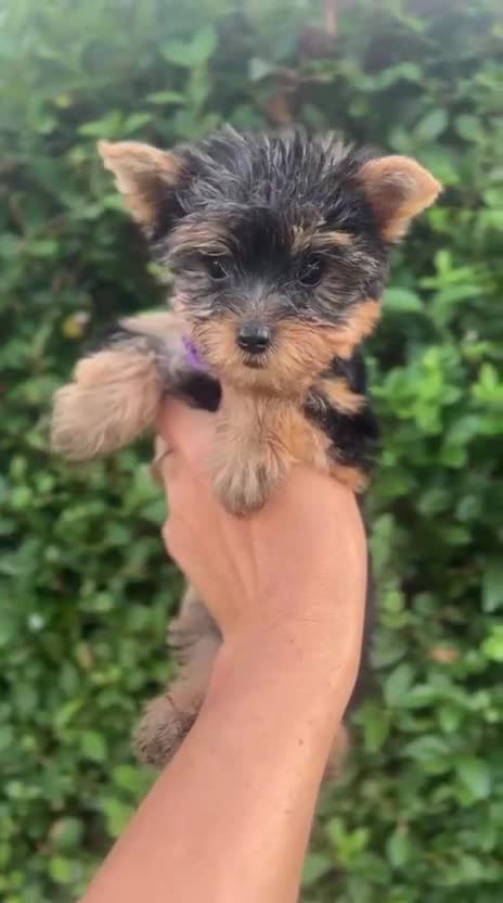 Yorkshire Terrier dogs for sale: ❤️ Beautiful Yorkshire Terrier Puppies. Ready now - Video 4
