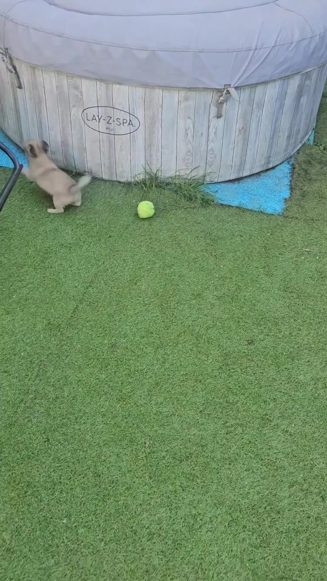 Chihuahua dogs for sale: KennelClub.Reg Chihuahua Our Last Sweet Little Boy - Video 1