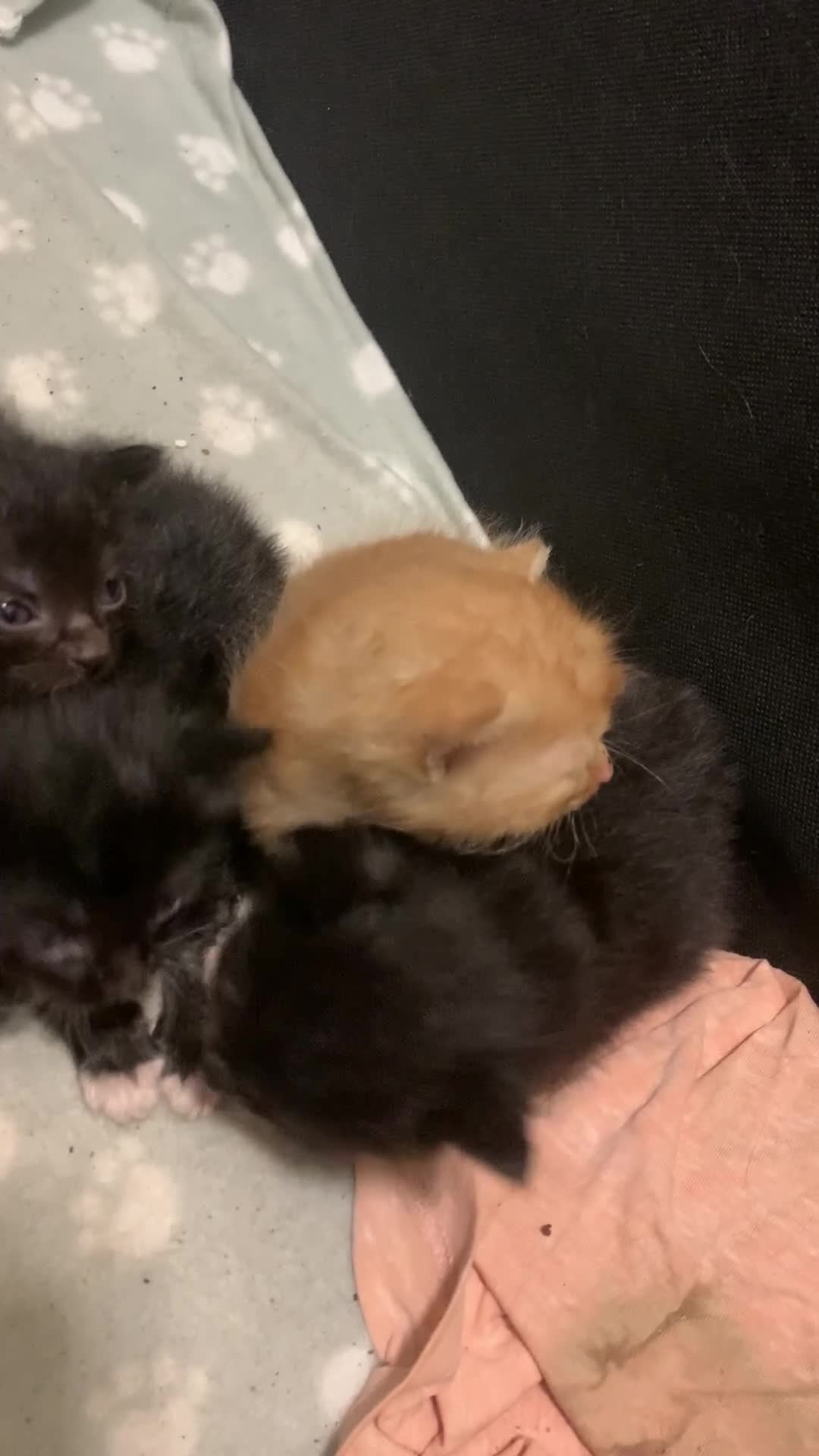 Domestic Shorthair cats for sale: Last two little kittens £80 - Video 1
