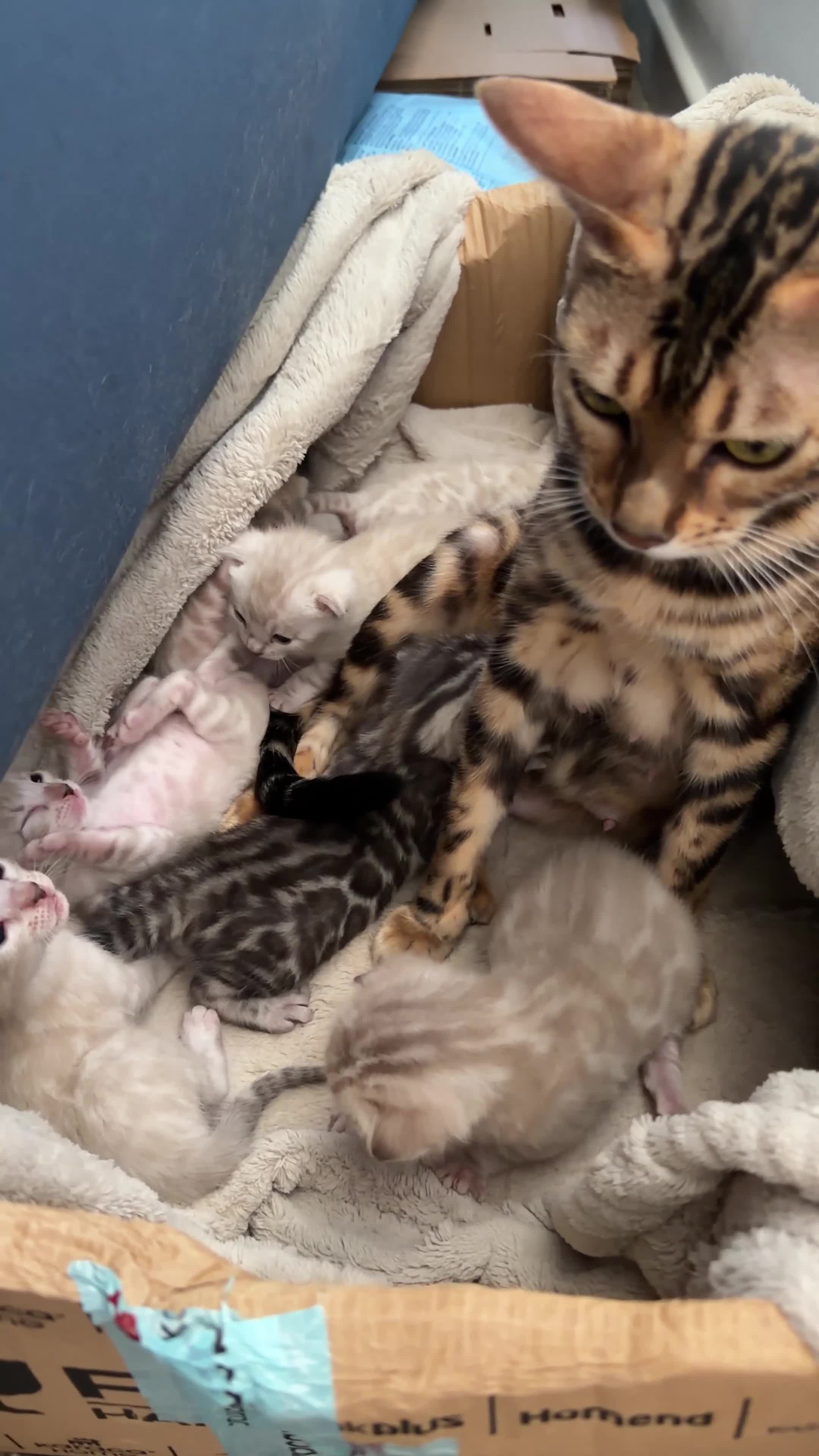 Bengal cats for sale: Milo & Mayas Pure Bengal Babies  - Video 1