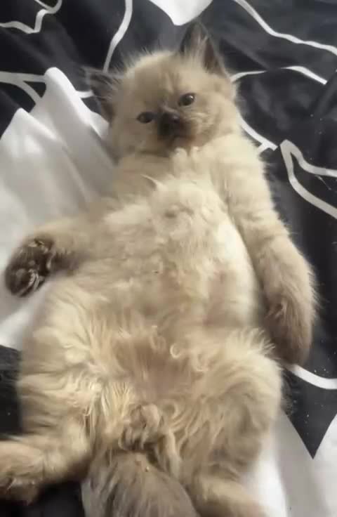 Ragdoll cats for sale: Beautiful fluffy seal point ragdolls *Ready now* - Video 4