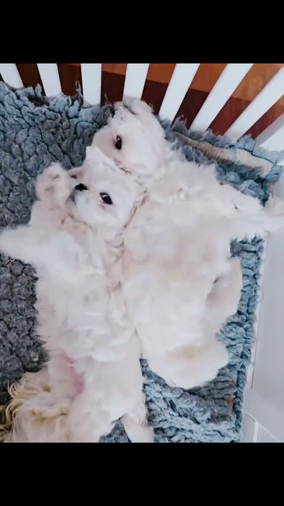 Maltese dogs for sale: FULL KOREAN MALTESE PUPIES🐶KC reg🐶DOLL FACE🐶 in Harrow - Video 2
