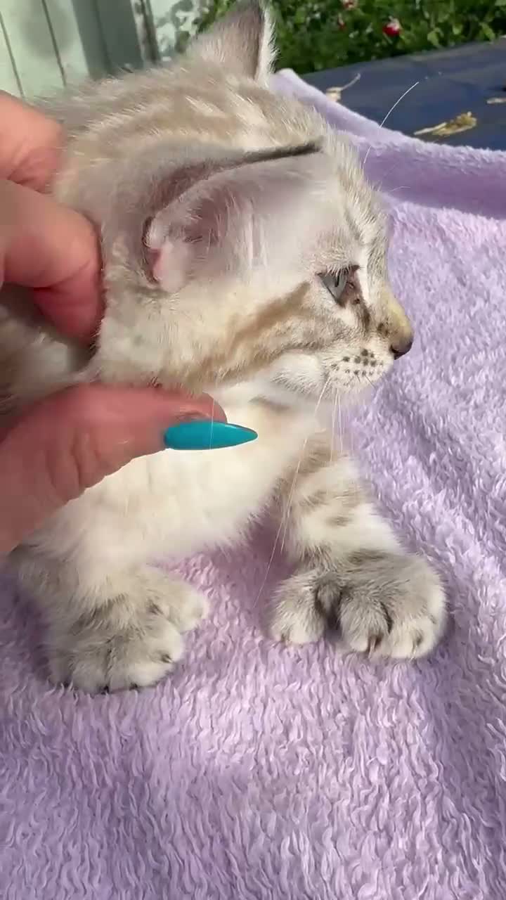Keetso cats for sale: Polydactyl slight curl eared snow leopard boy  - Video 2