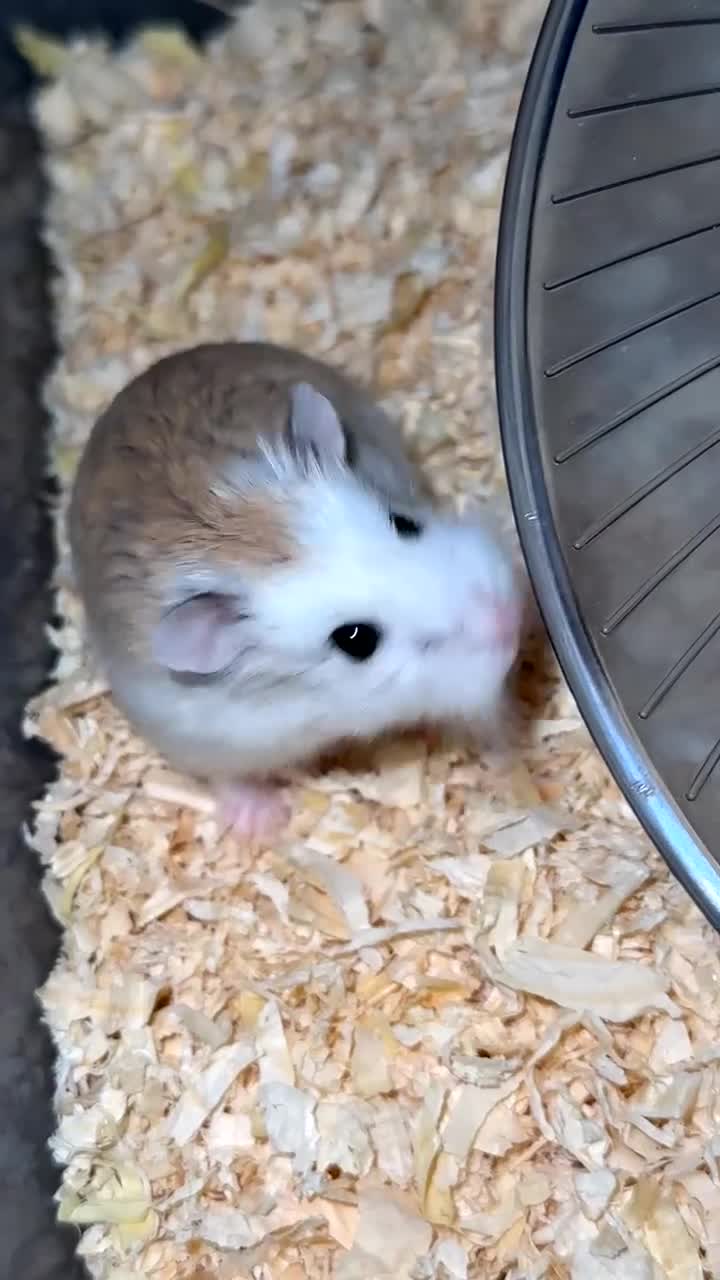 Hamster rodents for sale: Baby roborovski dwarf hamster  in Llandudno - Video 1