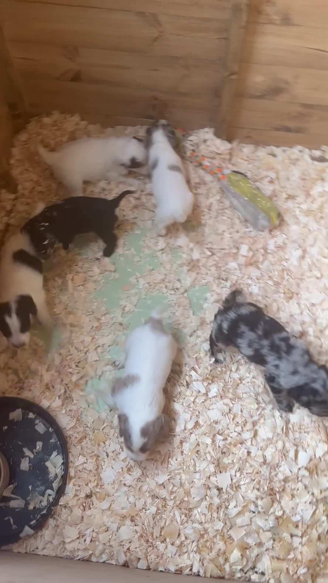 Cocker Spaniel dogs for sale: Cocker spaniel puppies (merle) for sale in Stourport-on-Severn - Video 3