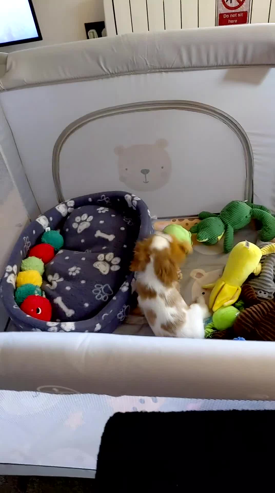 Cavalier King Charles Spaniel dogs for sale: King charles cavalier bleinheim - Video 1