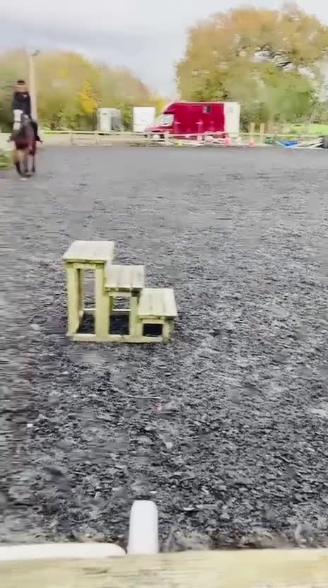 Irish Thoroughbred horses for sale: 17.2 Bay Gelding  - Video 1