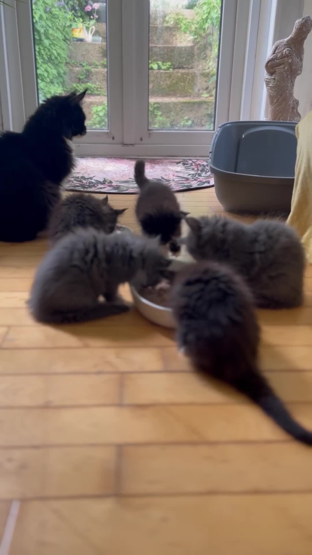 Maine Coon cats for sale: GCCF active / domestic Maine Coon  - Video 2