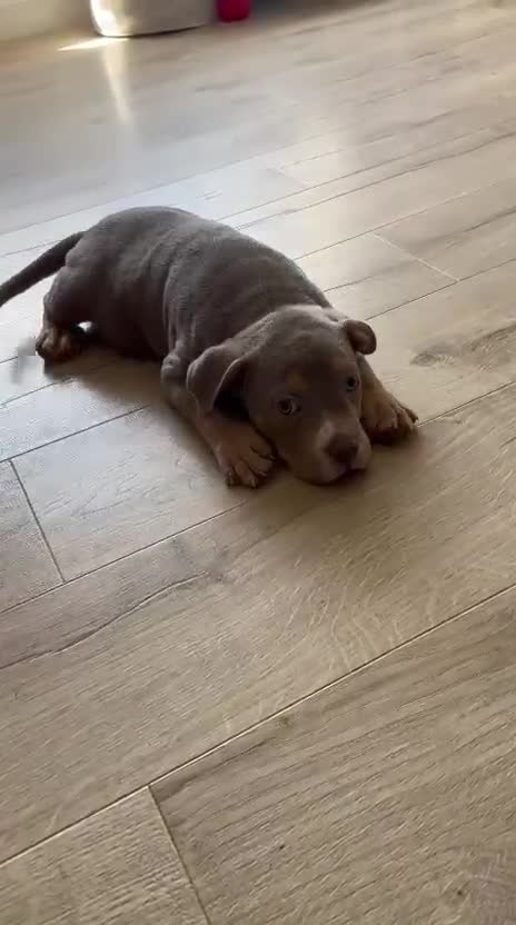 American Bully dogs for sale: American Pocket Bully (3 Generations).  - Video 2
