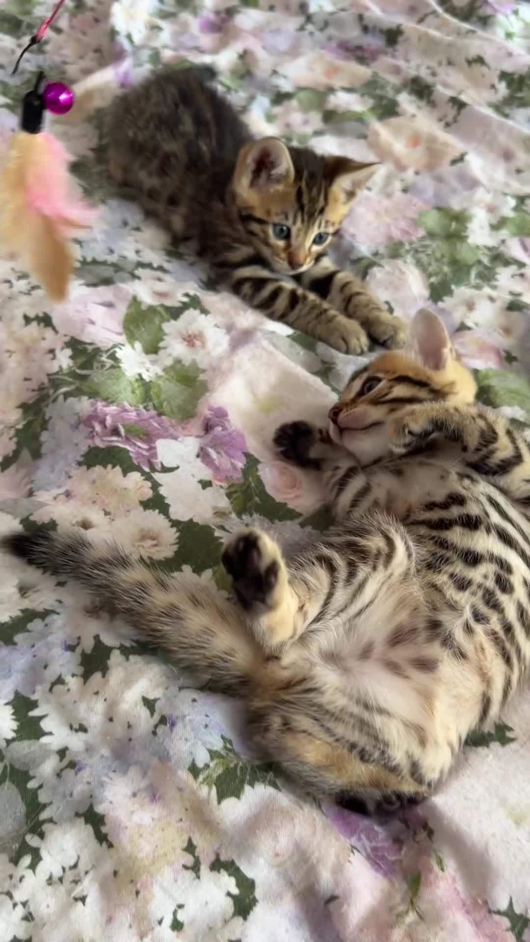 Bengal cats for sale: Beautiful bengal kittens 🐾🐾🐾 - Video 3