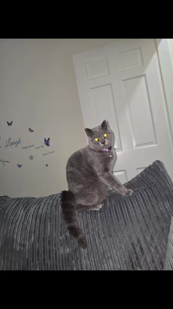 British Shorthair cats for sale: 14 months lovely british shorthair  in Manchester - Video 1