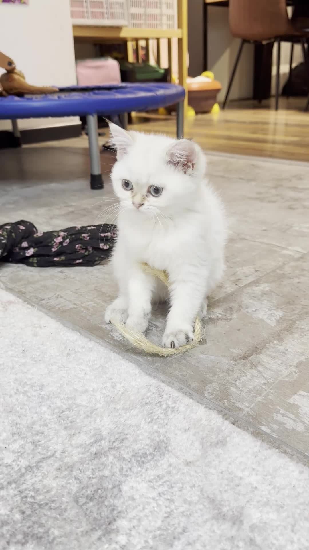 British Shorthair cats for sale: ✨🐾 Golden White BSH 🐾✨ - Video 1