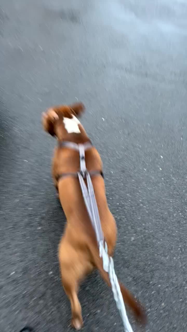 American Bull Staffy dogs for stud: Rocko American staffy stud - Video 1