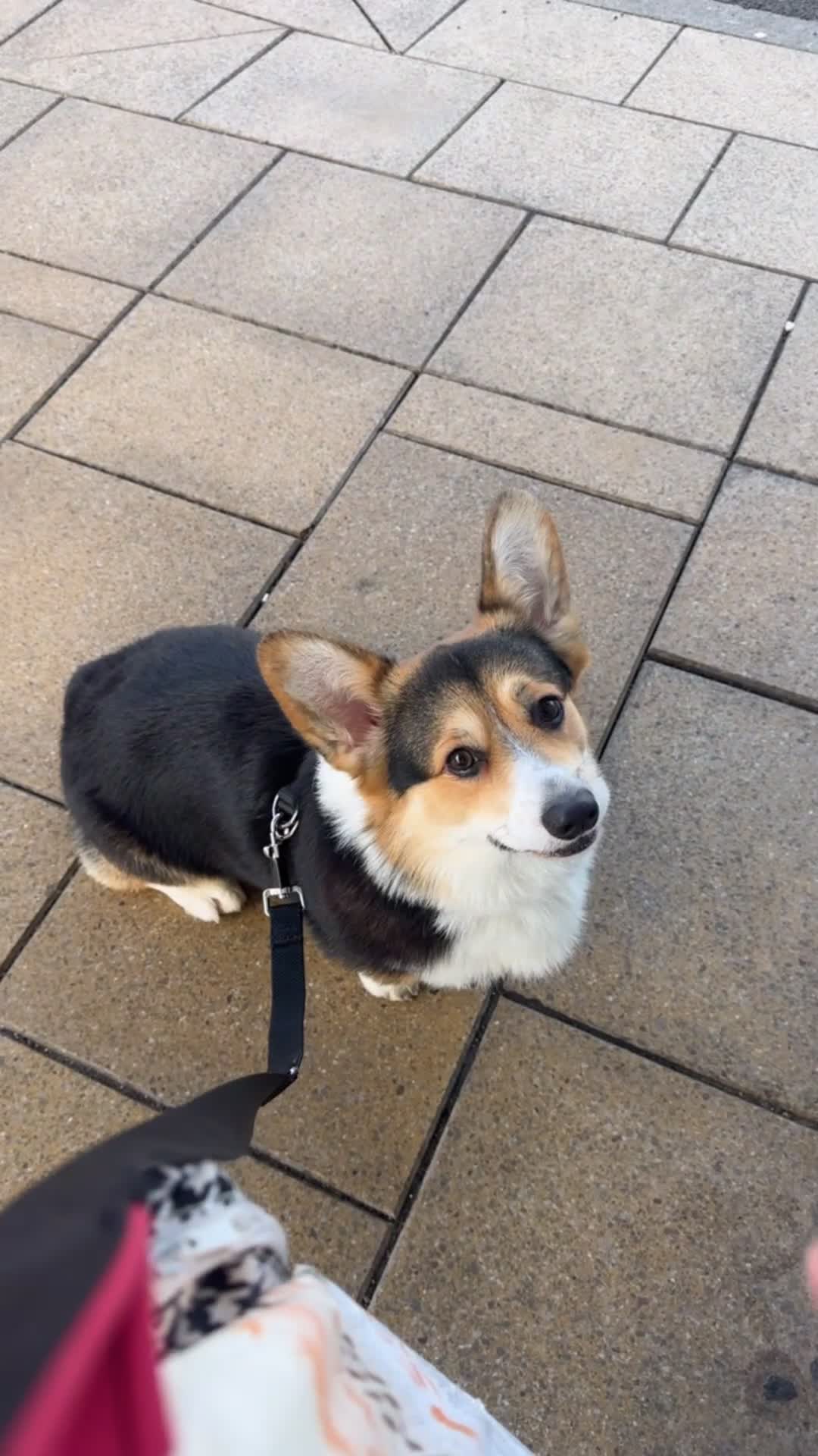 Welsh Corgi Pembroke dogs for sale: 2 year old male Welsh Pembroke corgi  - Video 1