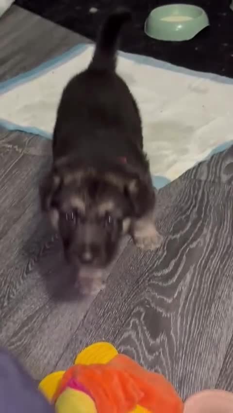 German Shepherd dogs for sale: German shepherd litter  - Video 1