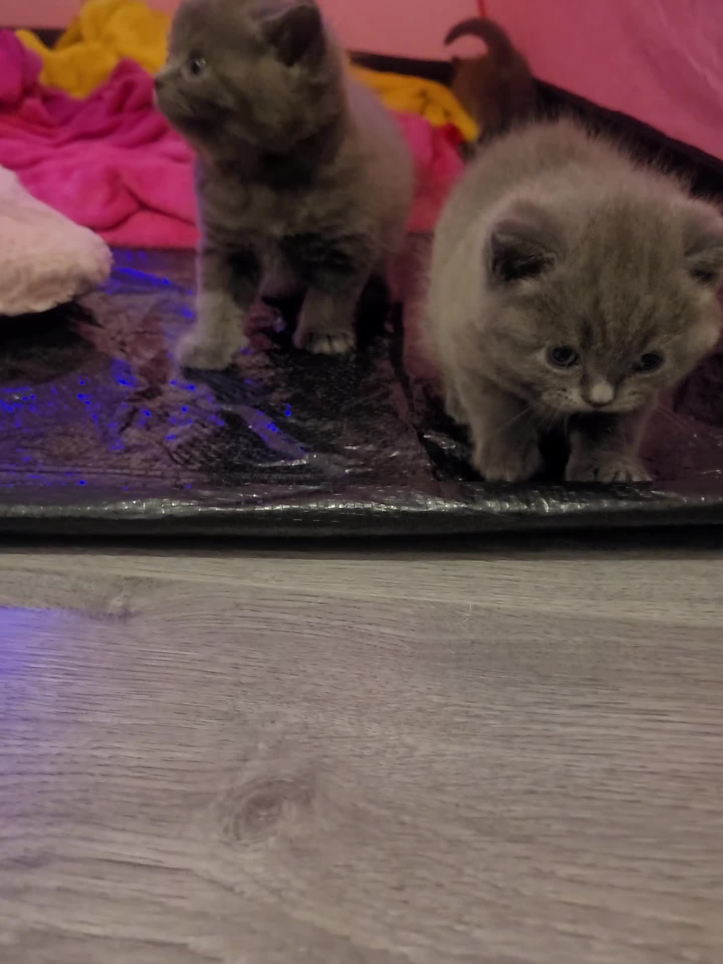 British Shorthair cats for sale: BSH kittens  - Video 1