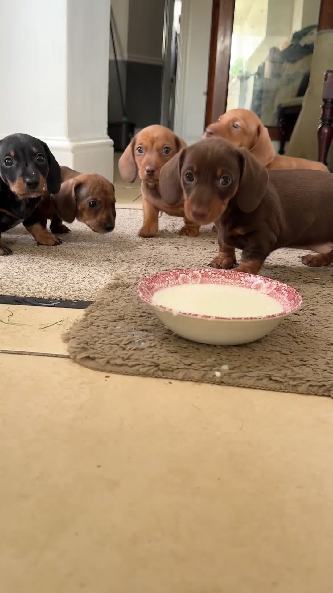 Miniature Dachshund dogs for sale: Miniature Dachshund Puppies  - Video 1