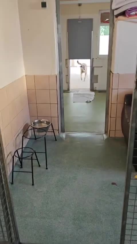 Mixed Breed dogs for adoption: Camel - Video 2