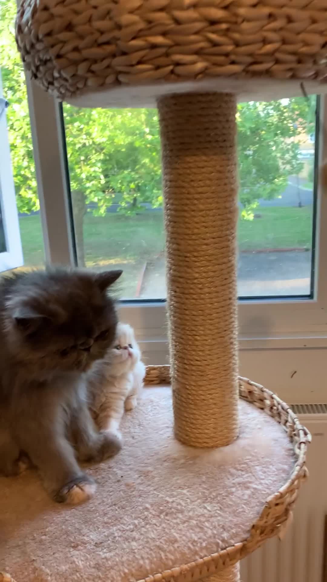 Persian cats for sale: *5 Generations Pedigree Persian Kittens - Video 3