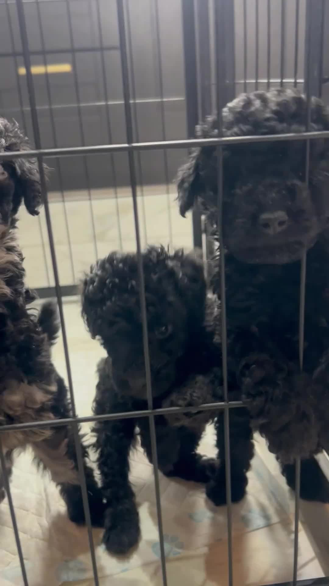 Mixed Breed dogs for sale: Poodle puppies - Video 1