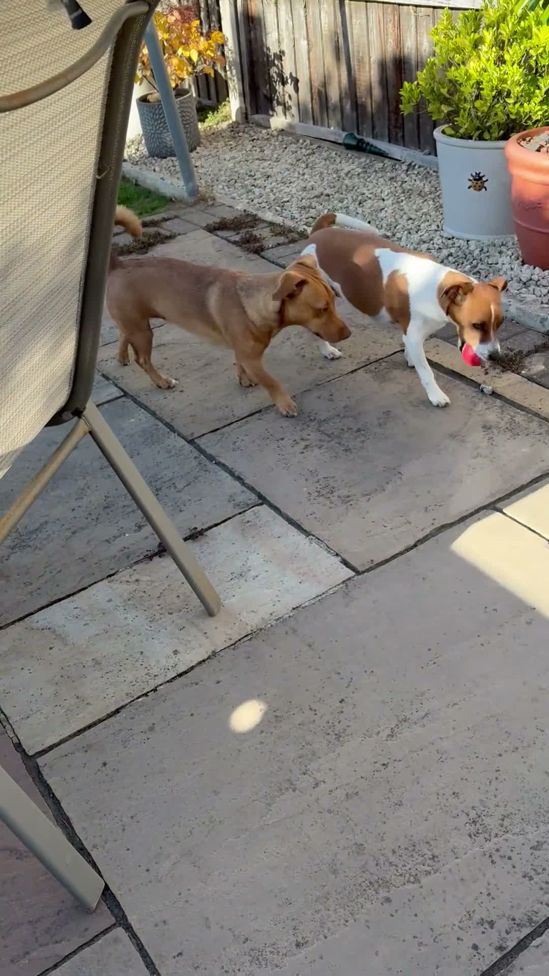 Jack Russell dogs for stud: The handsome Frank - Video 1