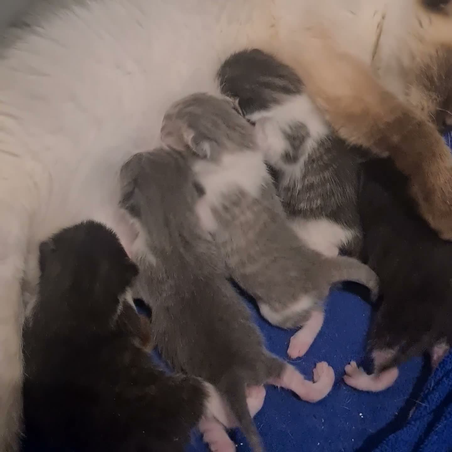 Mixed Breed cats for sale: Beautiful Ragdoll cross kittens in Wisbech - Video 1