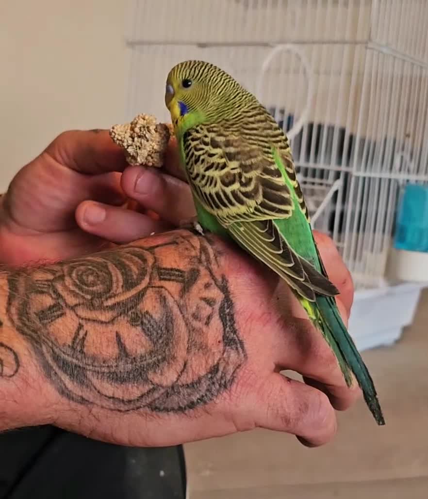 Budgerigars birds for sale: Budgies available for new homes - Video 1