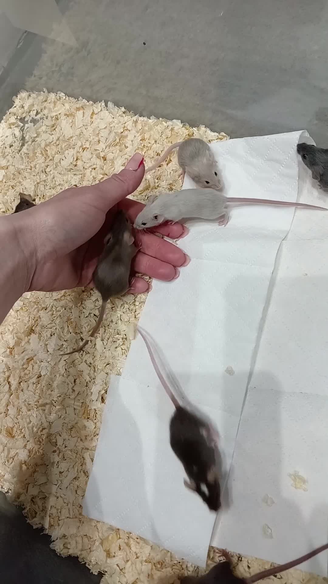 Mouse rodents for sale: Male fancy mice ready now - Video 1